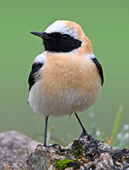 Fototapeta premium a little and beautiful black-eared wheatear in the wild