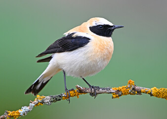 Obraz premium a beautiful blond wheatear perched
