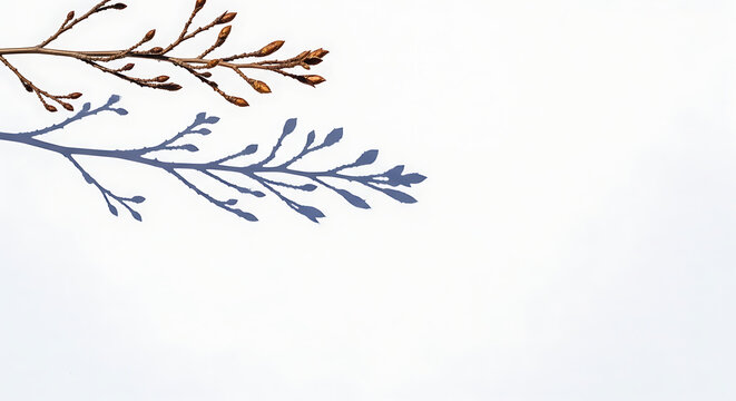 Delicate branch against white background a minimalist botanical study