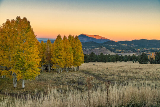 Autumn Aspen in Arizona