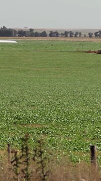 Wide Shot of a Vast Cultivation Field in Argentina Countryside - Vertical Video 4K