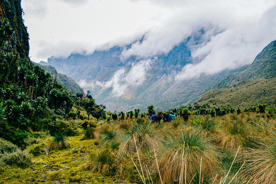 Hikers Trekking Through Giant Groundsels in the Bujuku Valley in the Rwenzori Mountains, Uganda