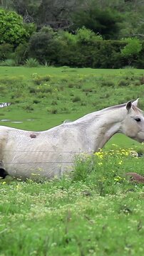 Two Horses Kissing and Interacting in a Green Meadow - Vertical Video 4K
