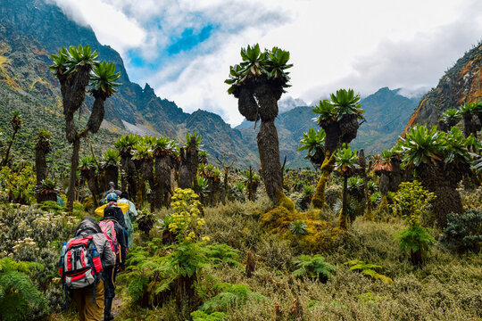 Hikers Trekking Through Giant Groundsels in the Bujuku Valley in the Rwenzori Mountains, Uganda