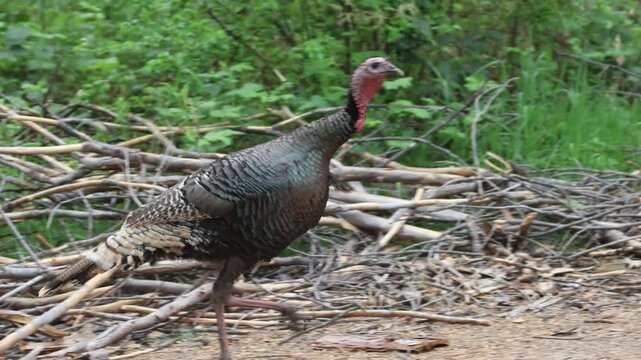 A Rio Grande wild turkey (Meleagris gallopavo intermedia) jake walking near Crescent Mills, Plumas County, California. 4K wildlife video.