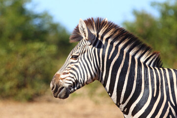 Fototapeta premium Steppenzebra / Burchell's zebra / Equus quagga burchellii