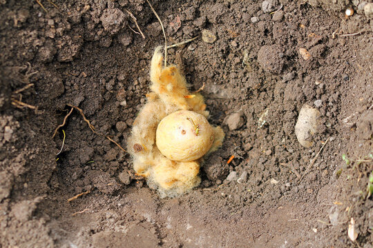 Growing potatoes using organic-quality sheep's wool