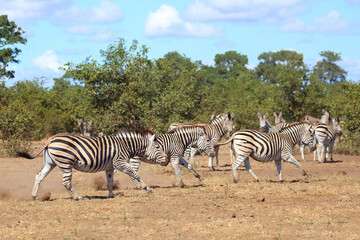 Obraz premium Steppenzebra / Burchell's zebra / Equus quagga burchellii