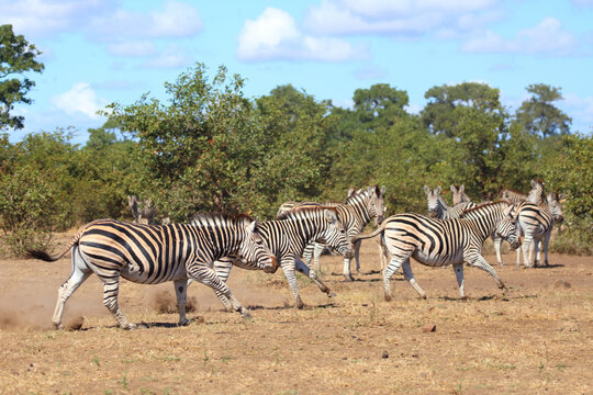 Steppenzebra / Burchell's zebra / Equus quagga burchellii