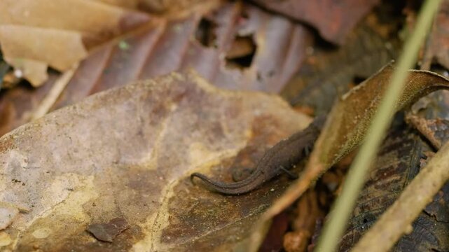 Stump-tailed Chameleon walk slowly on a leaf in rainforest of Madagascar island.
