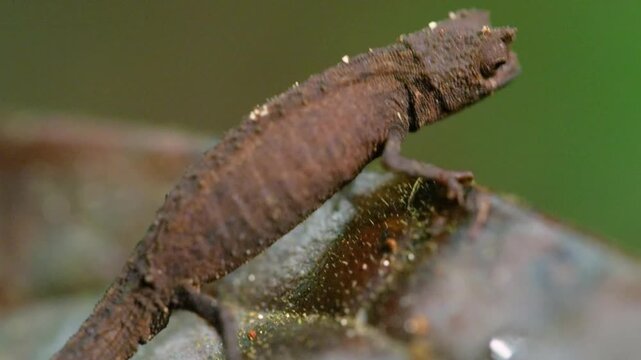 Young chameleon walking on a dry leaf, Madagascar island. 