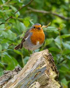Robin with a meal worm in its mouth. Rocky background.