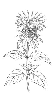 Bee Balm botanical flower in vintage line art style