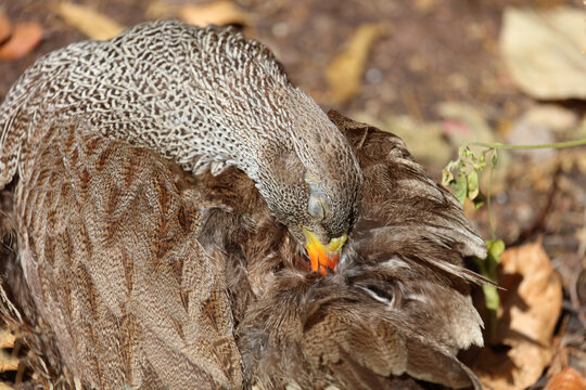 Natalfrankolin / Natal francolin or Natal spurfowl / Francolinus natalensis val Pternistis natalensis