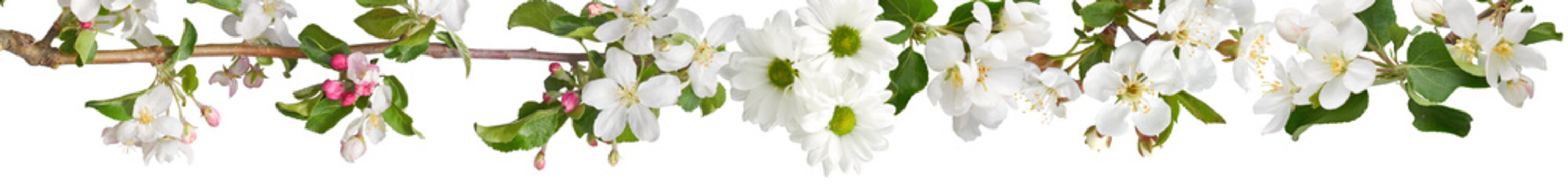 Apple and daisy blossoms on a branch panoramic view isolated on transparent background