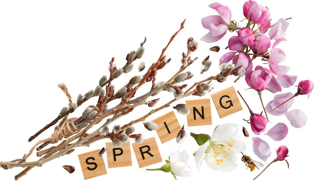 Spring flat lay of willow branches and blossoms isolated on transparent background
