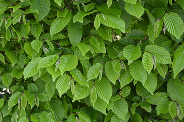 hainbuchenhecke © lotharnahler