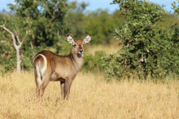 Naklejka premium Wasserbock / Waterbuck / Kobus ellipsiprymnus