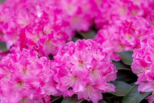 Selective focus of purple pink flowers with green leaves, President Roosevelt is a popular cultivar of Rhododendron, A large genus of species of woody plants in the heath family, Natural background.