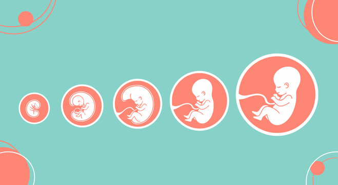 Stages of Fetal Development: From Embryo to Fetus in Womb, Medical Illustration