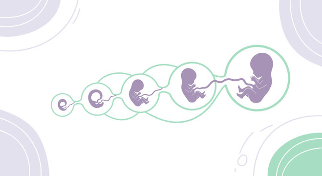 Stages of Human Fetal Development, From Conception to Birth