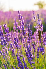 Obraz premium Lavender bushes in row, blooming under warm sunlight in peaceful purple and green summer field with soft sunset lignt background. Landscape, natural background, herbal wallpaper
