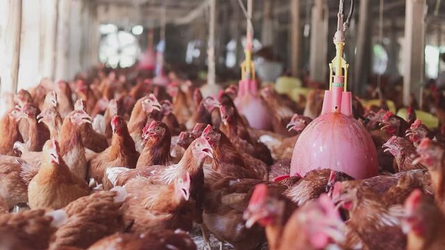 A lot of brown chicken in chicken farm