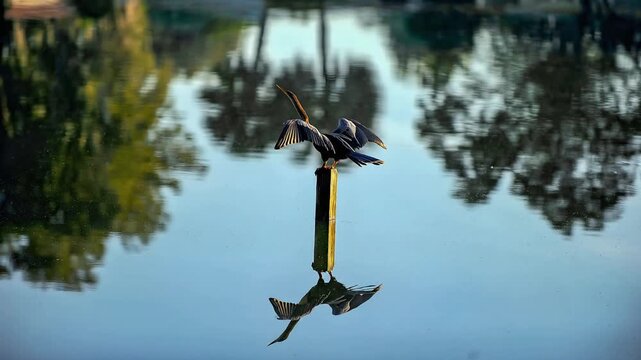 bird flaps wings reflecting on a lake