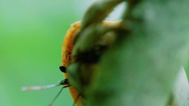 Extreme Close up of a hermit crab (Diogenes pugilator) in Madagascar island