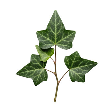 Single hedera ivy sprig with dark green lobed leaves and light veins, ultra hd flat lay on a clean transparent background with copy space, concept of professional botanical study