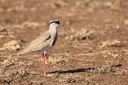 Kronenkiebitz / Crowned plover or Crowned lapwing / Vanellus coronatus