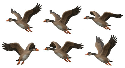 Obraz premium sequence of six animated geese in mid flight against a pure white background for educational or illustrative purposes