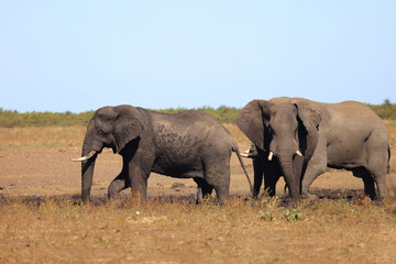 Fototapeta premium Afrikanischer Elefant / African elephant / Loxodonta africana