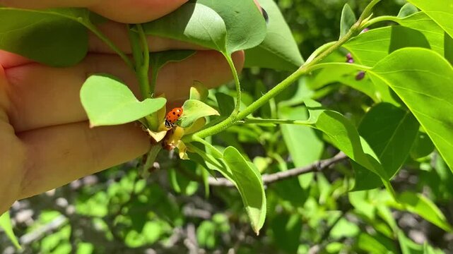 Macro slow motion video of a ladybug moving across green lilac leaves. A woman's hands gently hold the branch on a sunny day. Wind rustles the foliage under bright sunlight. Peaceful nature scene.