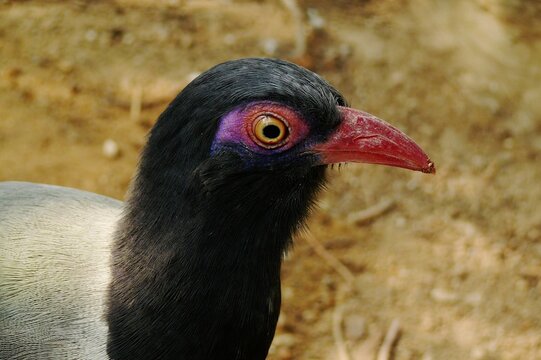 Lateral close-up of a Coral-billed ground-cuckoo
(Carpococcyx renauldi), a large mainly terrestrial endangered species from Southeast Asia