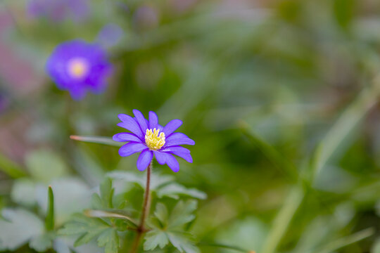 Selective focus of blue flowers Anemonoides blanda in the darden, Oosterse anemoon or Grecian windflower is a species of flowering plant in the family Ranunculaceae, Natural floral pattern background.