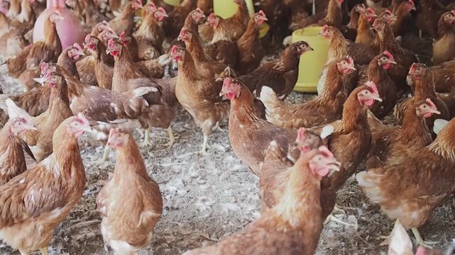 A lot of brown chicken in chicken farm
