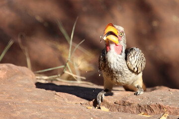 Rotringtoko oder Südlicher Gelbschnabeltoko / Southern yellow-billed hornbill / Tockus leucomelas © Ludwig