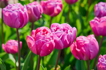 Fototapeta premium Pink tulips in the sun up close.