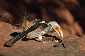 Rotringtoko oder Südlicher Gelbschnabeltoko / Southern yellow-billed hornbill / Tockus leucomelas © Ludwig