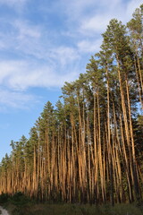 Fototapeta premium Tall pine trees under blue sky with clouds natural background and copy space