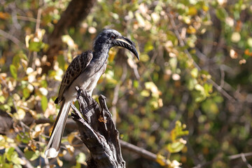 Grautoko / African grey hornbill / Lophoceros nasutus © Ludwig