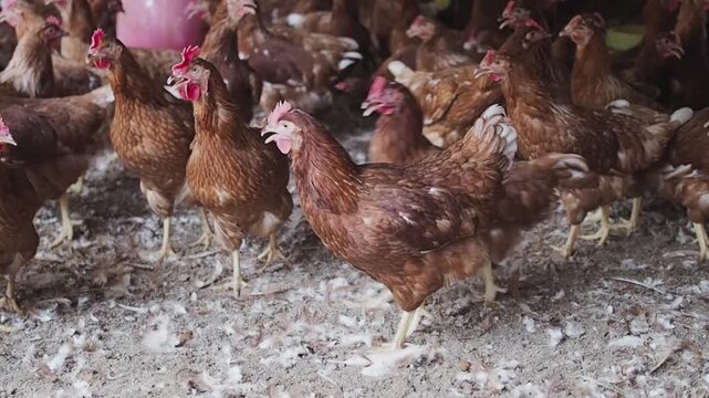 A lot of brown chicken in chicken farm
