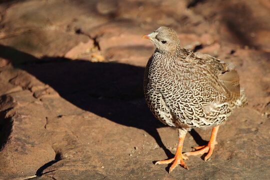 Natalfrankolin / Natal francolin or Natal spurfowl / Francolinus natalensis val Pternistis natalensis