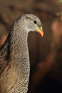 Natalfrankolin / Natal francolin or Natal spurfowl / Francolinus natalensis val Pternistis natalensis
