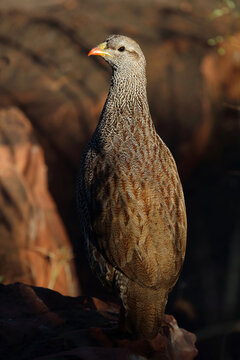 Natalfrankolin / Natal francolin or Natal spurfowl / Francolinus natalensis val Pternistis natalensis