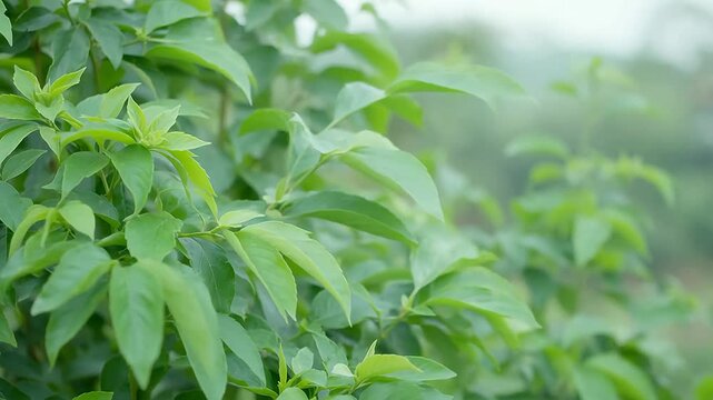 Green leafy plant in focus