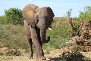 Fototapeta premium Afrikanischer Elefant / African elephant / Loxodonta africana