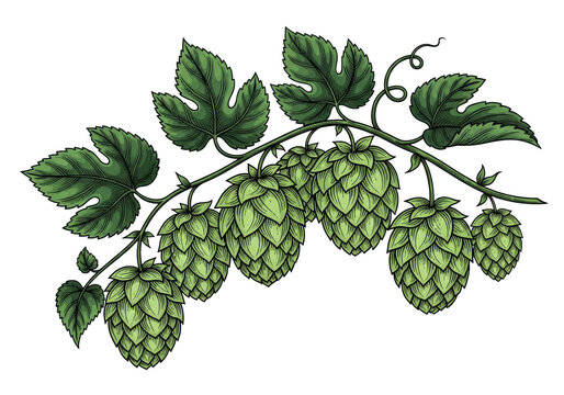 Highly detailed botanical illustration of several clusters of ripe hop cones on a curving vine with lobed leaves, in soft spring green against a transparent background with copy space, concept for