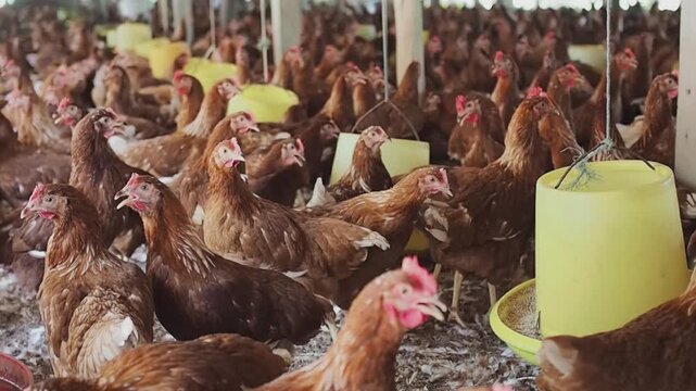 A lot of brown chicken in chicken farm